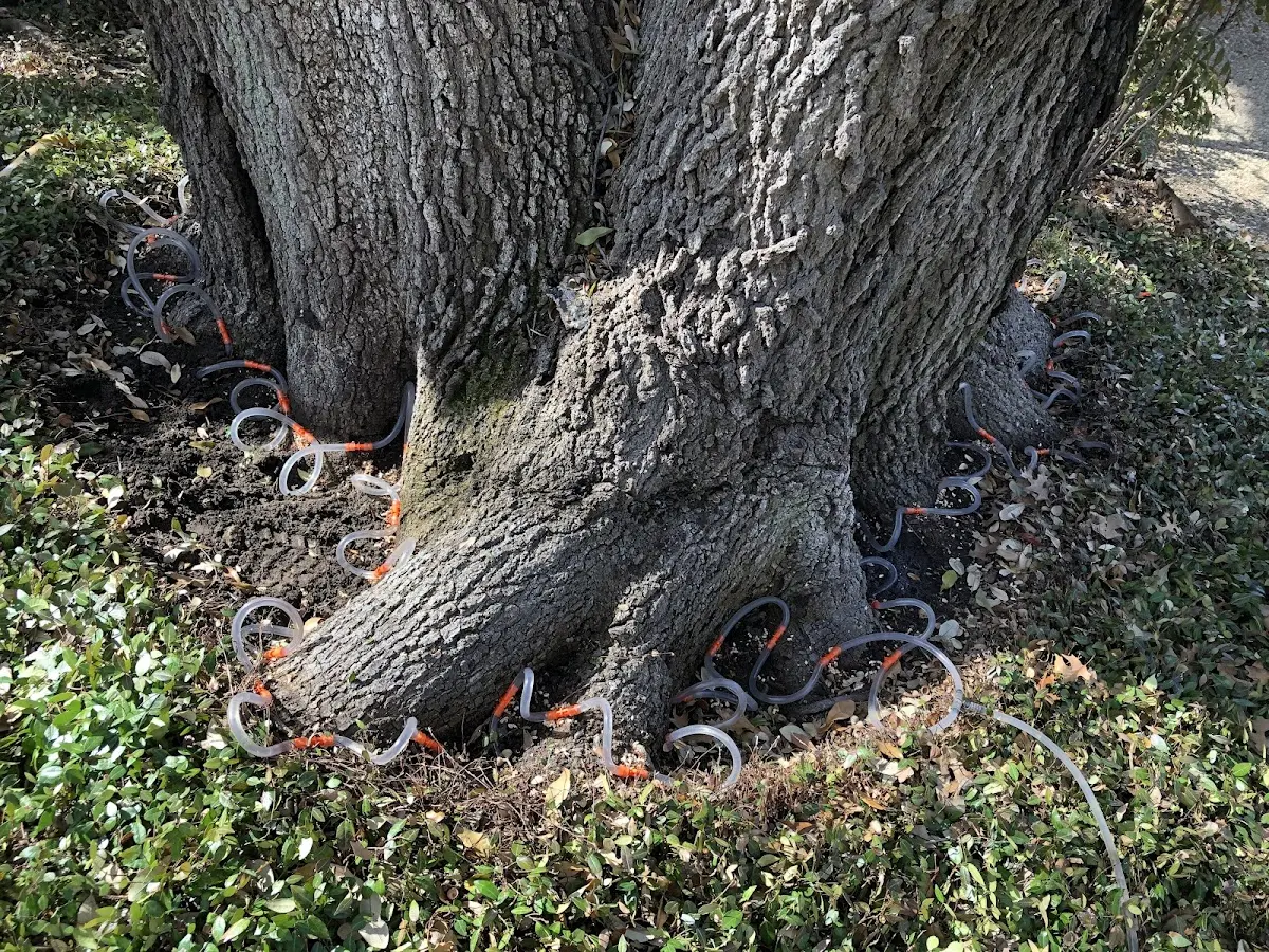 Detailed Tree Cabling and Bracing job site in Naugatuck