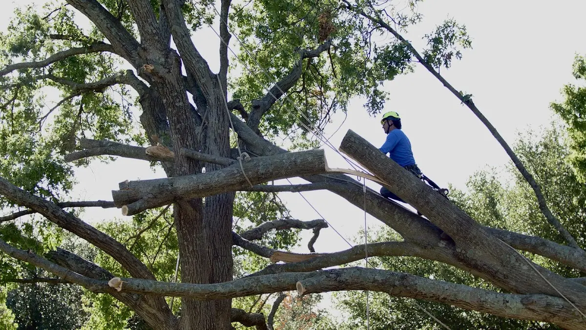 Professional Crown Thinning performed by certified arborists in Naugatuck